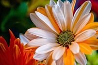 pic for White Orange Daisy 